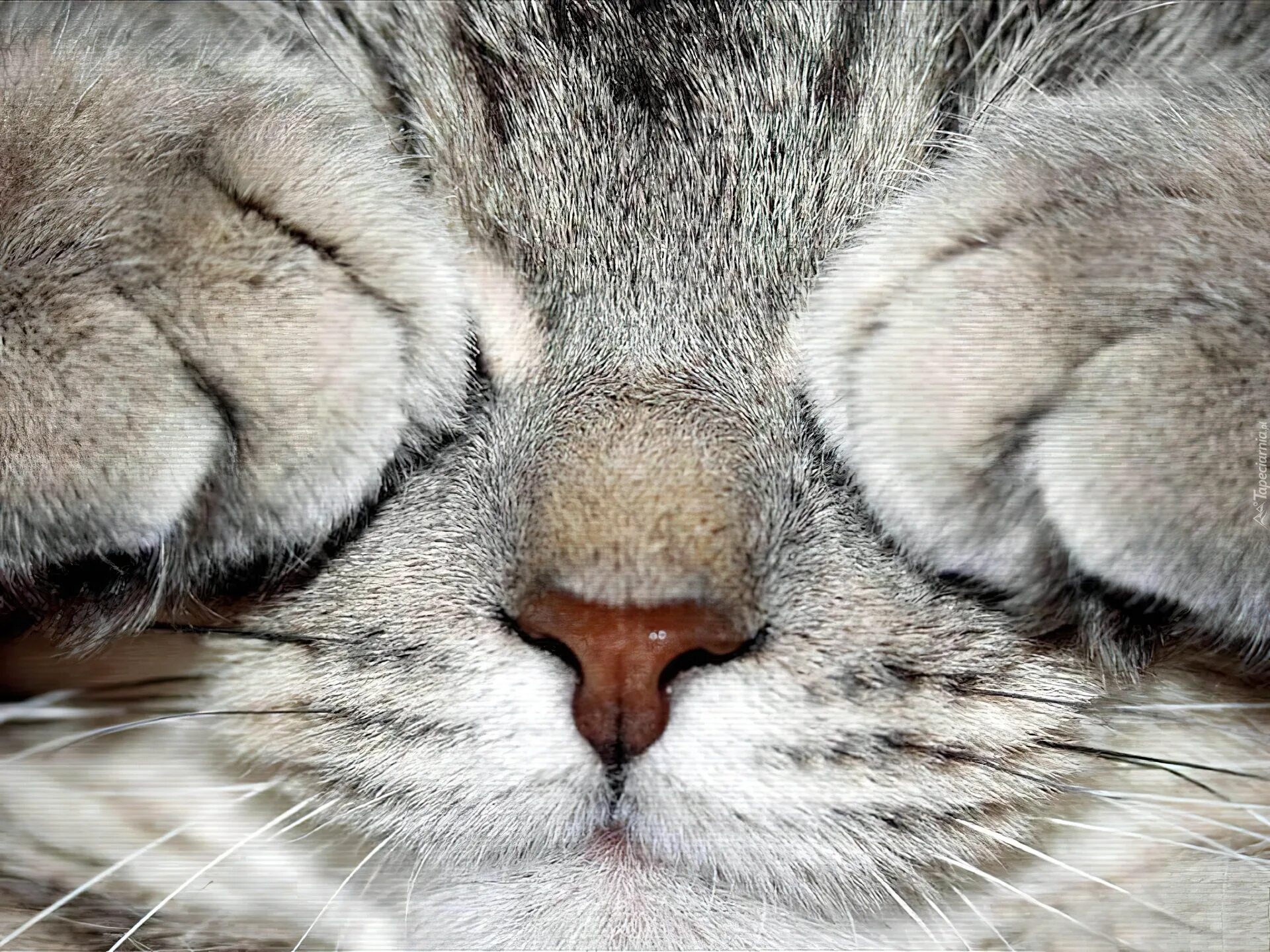Засыпающие глазки. Сонная мордашка. Кошка с закрытыми глазами. Морда спящего кота. Кот зажмурился.