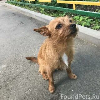 Московский дракон собака
