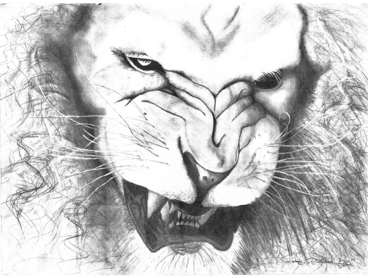 Лев карандашом. Оскал Льва эскиз. Рисунок Льва для срисовки. Оскал Льва карандашом.