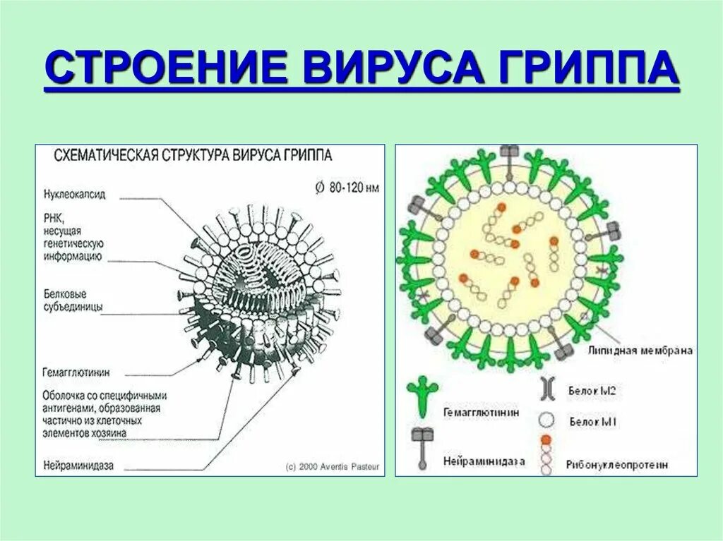 Возбудитель грипп орви. Строение вируса герпеса и гриппа. Схема строения вируса гриппа. Особенности клеточного строения вирусов. Строение вирусов микробиология.