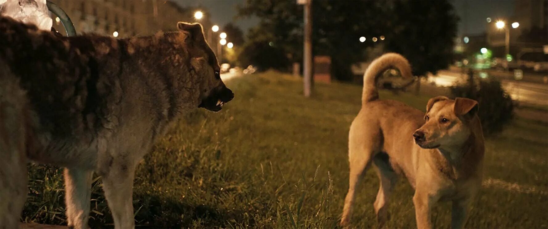 Собачья жизнь 2 сиджей. Джош лукас рыжий пес. 2 movies dog. 2 movies dog. Собачья жизнь бейли.