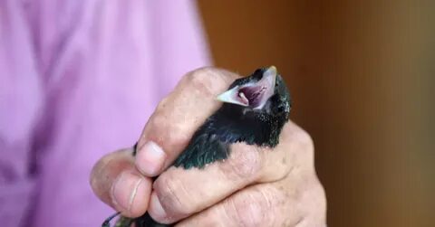 Станция кольцевания птиц