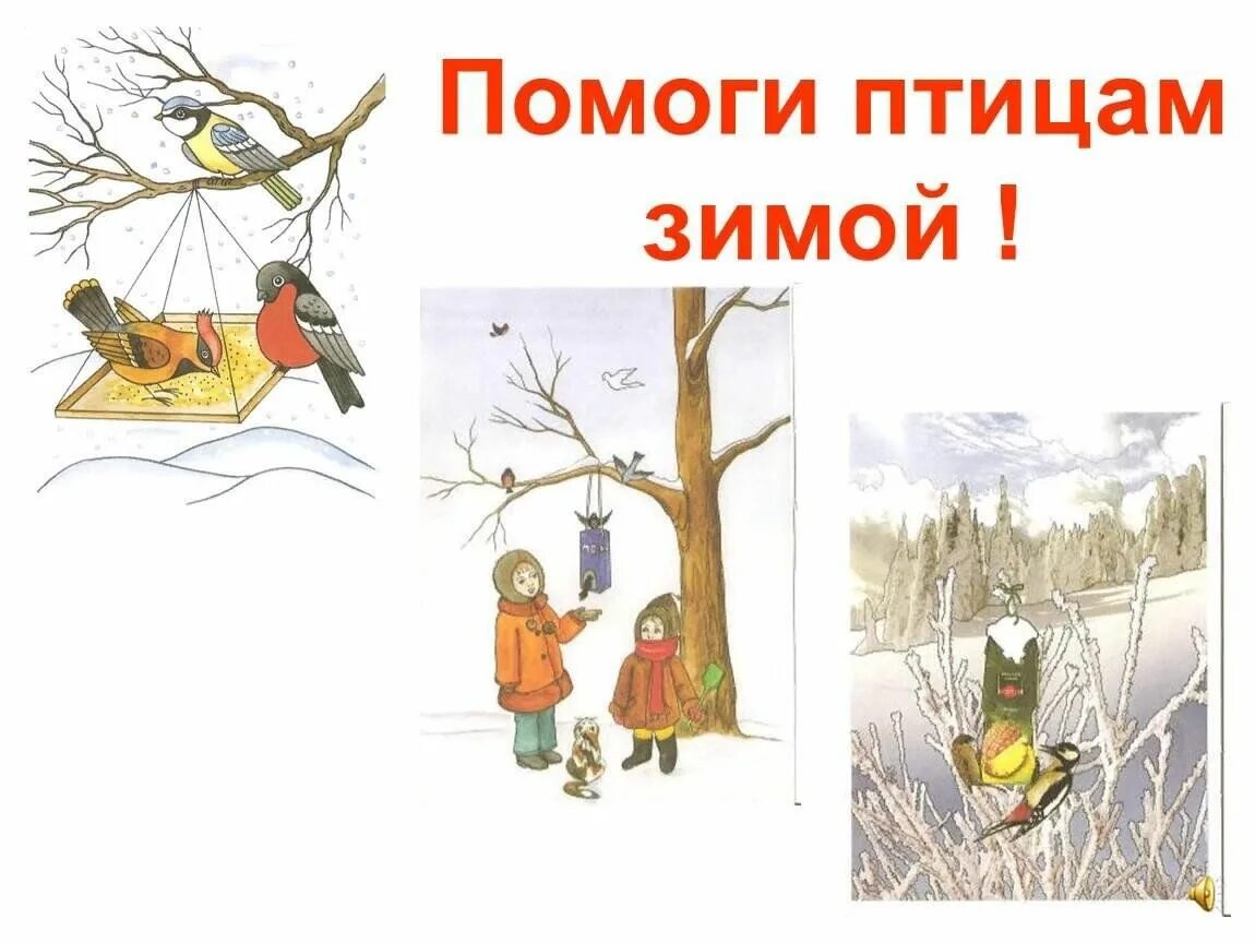 Как сделать кормушку: помочь птицам пережить зиму и познакомиться с их видами и 