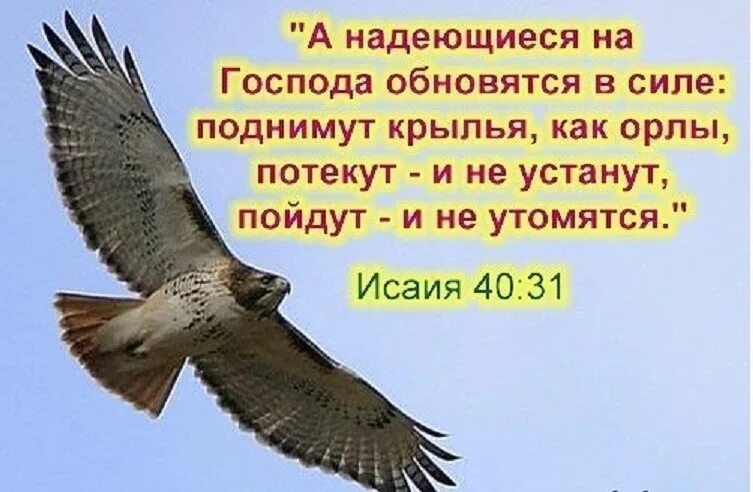 Надеющиеся на господа поднимут крылья как орлы. Надеющиеся на господа обновятся в силе. а надеющиеся на господа обновятся в силе поднимут крылья как орлы. надеющиеся на господа. надеющийся на господа поднимут крылья.