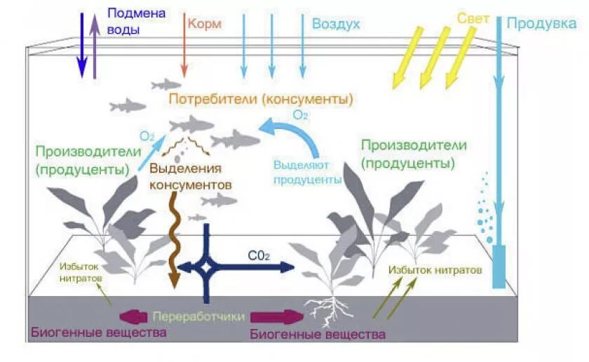 Экосистема аквариума схема. Круговорот веществ в аквариуме схема. Биогеоценоз аквариума схема. Круговорот экосистемы аквариума. Обогащение воздуха кислородом