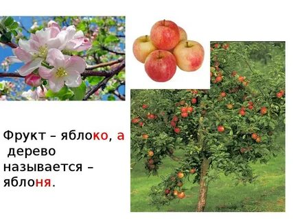 Плодовое название