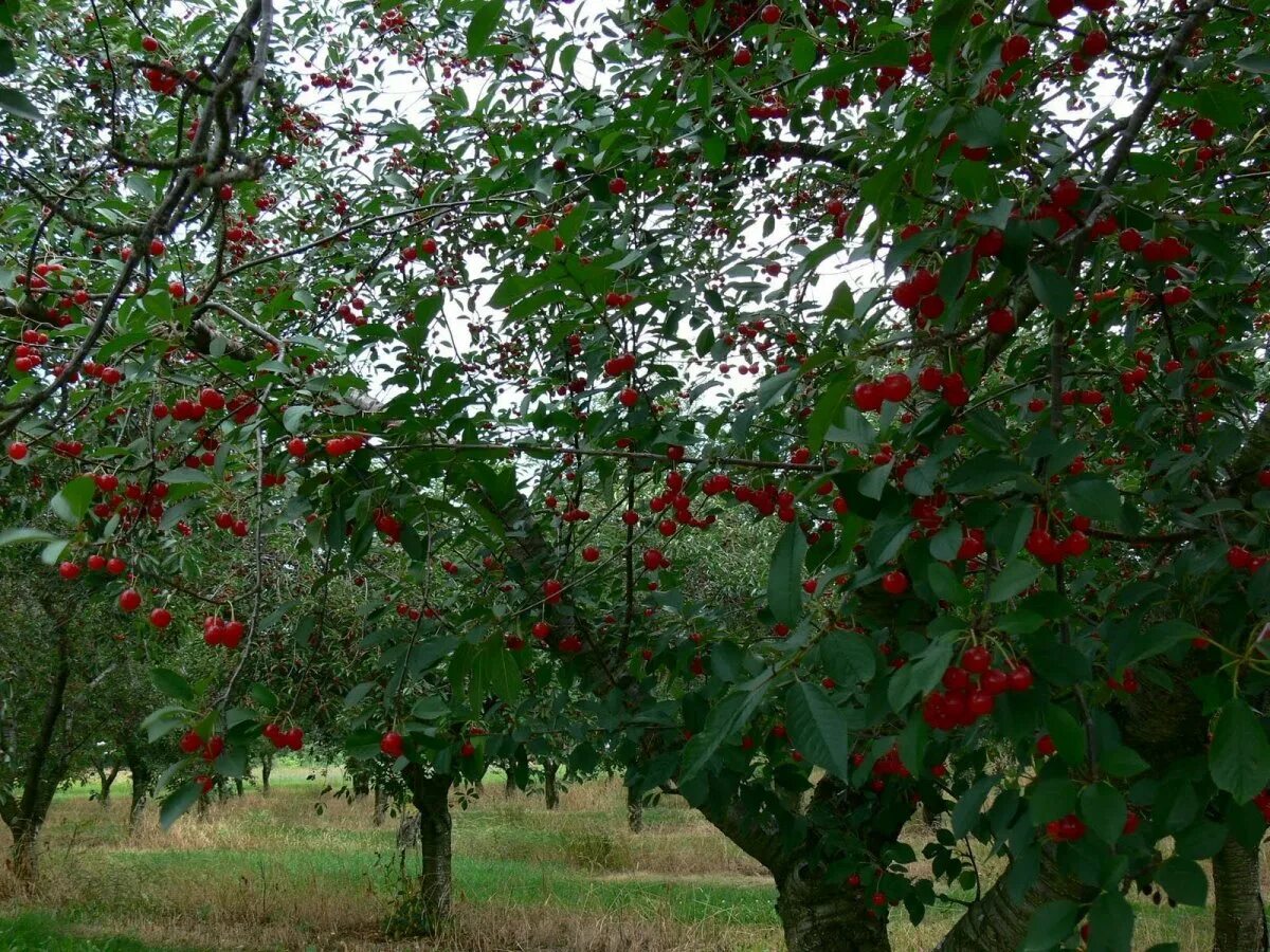 Перед вишневым садом. Интенсивный Черешневый сад. Черешневая плантация. Сады черешни Узбекистан. Вишневые и черешневые сады в Краснодаре.