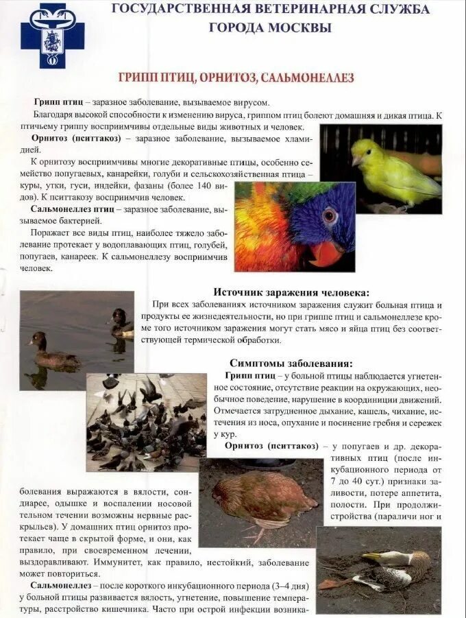 Грипп птиц болезнь. Профилактика болезней птиц. Профилактика инфекционных болезней птиц. Болезни птиц грипп птиц.