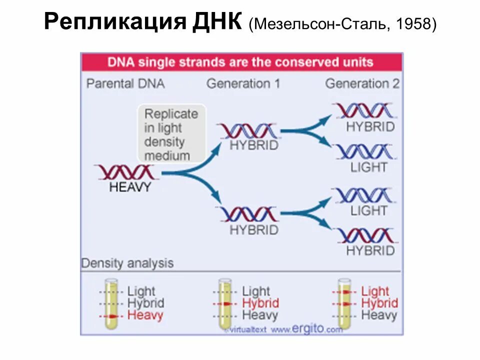 Репликация sysvol. What is the direction of dna repair. Msdfsr_enabled. Powershell dir. Process replication.
