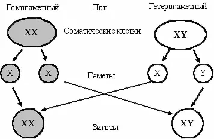 Что определяет пол человека. Генетическая схема хромосомного определения пола у человека. Схема определения пола. Определение пола ребенка по хромосомам. Как по хромосомам определить пол ребенка.