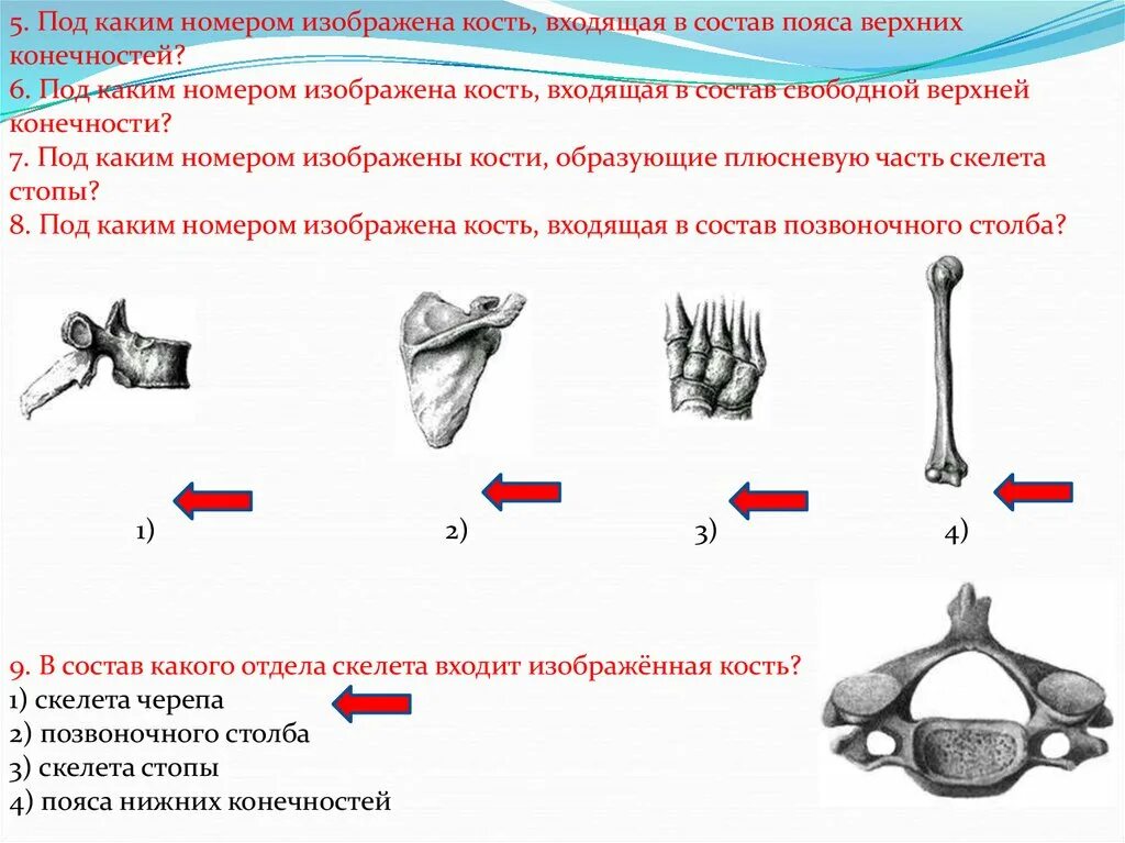 Какими костями образован пояс верхних конечностей. В состав какого отдела скелета входит изображённое костное. Кость входящая в состав пояса верхних конечностей. Под каким номером изображена кость входящая. Кости образующие плюсневую часть скелета стопы под каким номером.