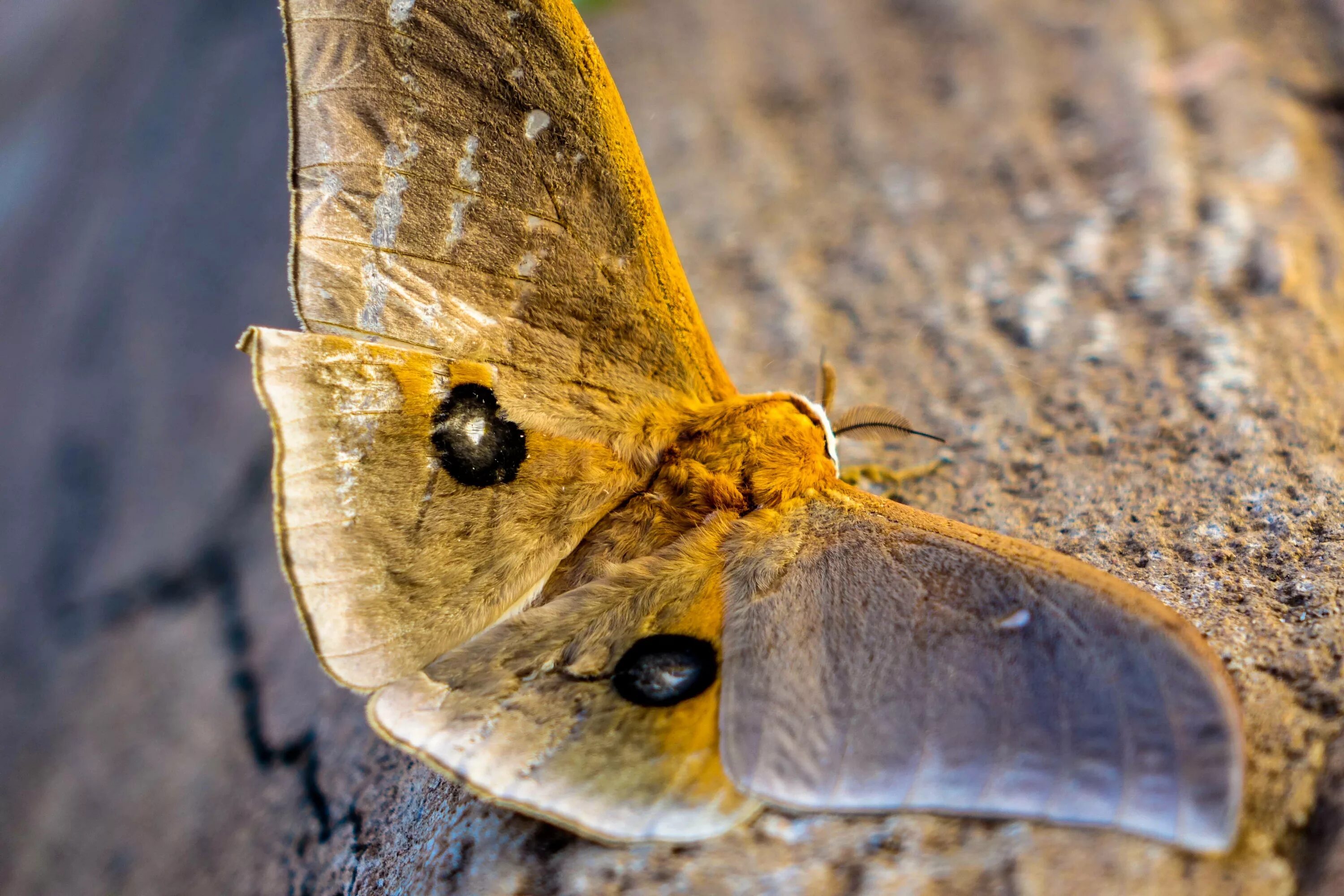 File:Mopane Moth (Gonimbrasia belina) female ... (52151487410).jpg - Wikimedia C
