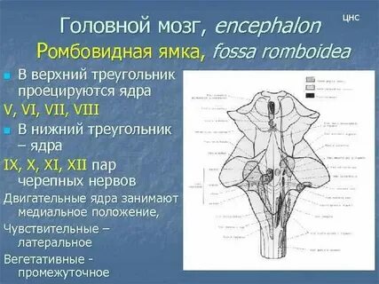 Ядра на черепной ямке