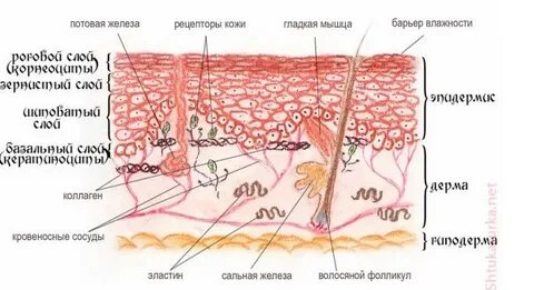 Кожа 3 ым