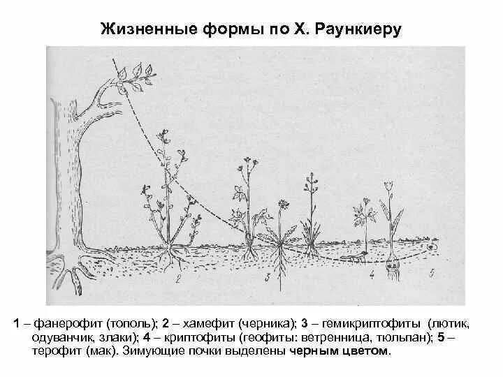 Жизненные формы растений по раункиеру. Классификация растений раункиера. Классификация растений по раункиеру. Жизненные формы раункиера. Раункиеру».
