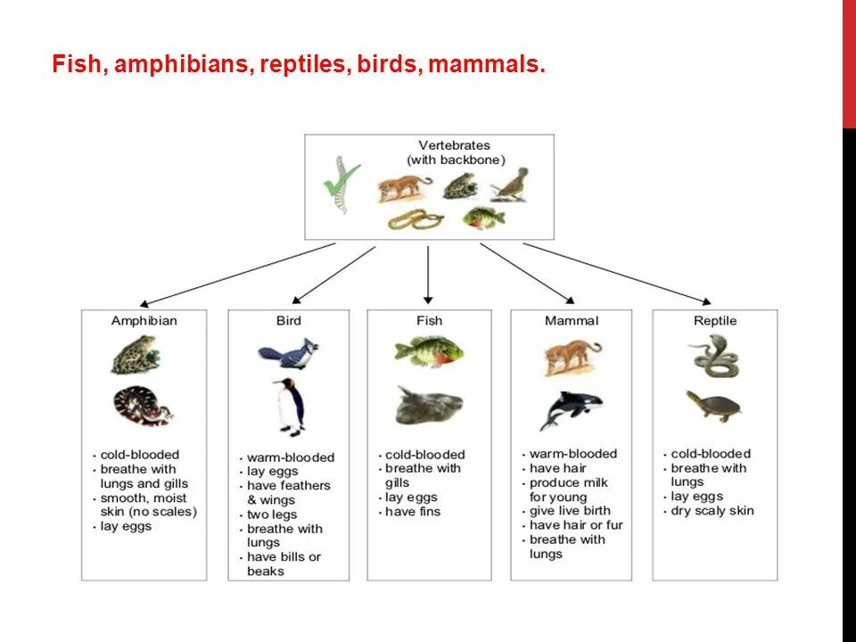 Reptiles mammals. Mammals Reptiles Birds. Рыбы земноводные пресмыкающиеся. Mammals Reptiles Birds Fish. Mammals, Reptiles and Amphibians.