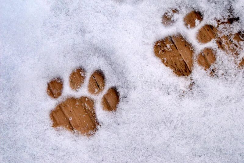 Следы кошки на снегу. Отпечатки кошачьих лап на снегу. Следы кошачьих лапок на снегу. Кошачьи лапки на снегу. Лапка на снегу