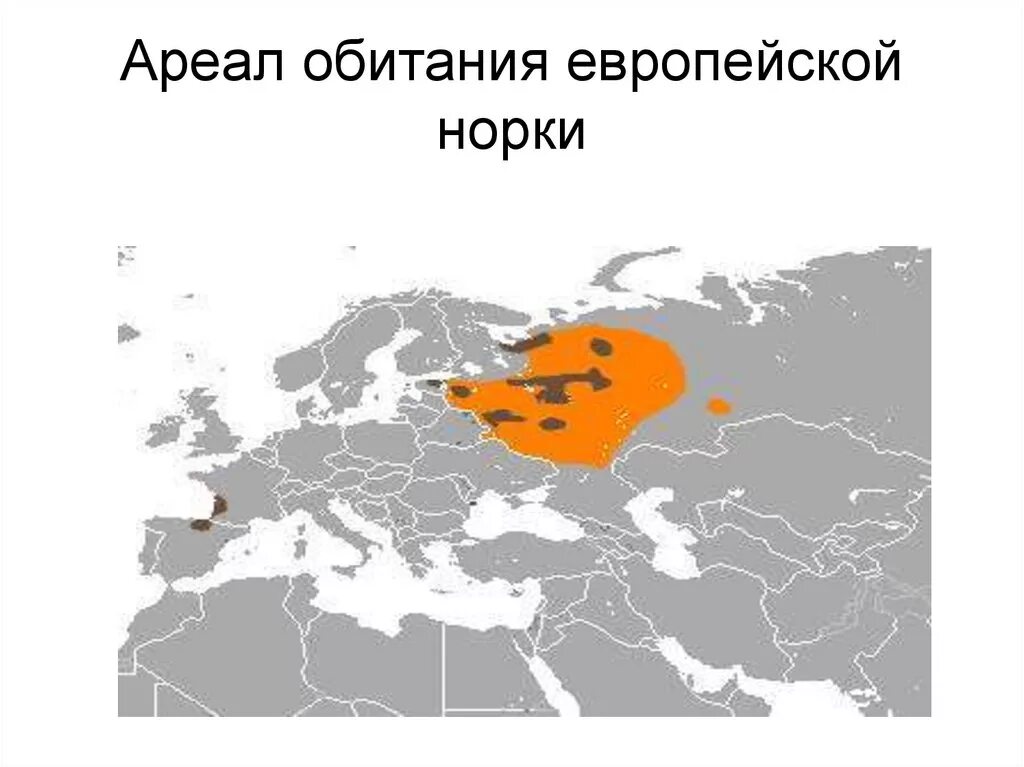 Американская норка (mustela vison). Американская норка neovison vison. Кавказская европейская норка. Американская норка (mustela vison). Европейская норка ареал.