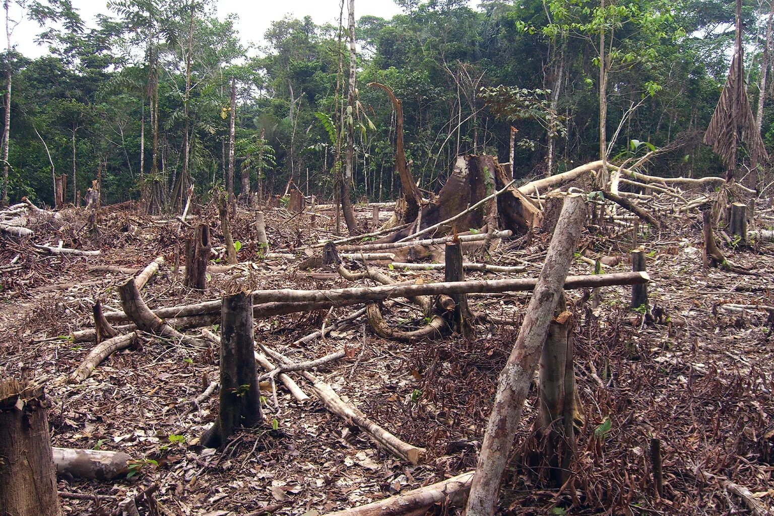 Обезлесение тропических лесов. Обезлесение Мексики. Обезлесение Амазонка. Вырубка тропических лесов.