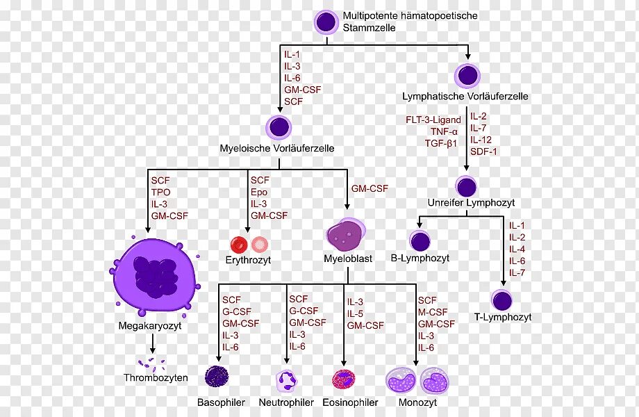 Схема клеток крови. Схема кроветворения стволовая клетка. Дифференцировка кроветворных клеток. Полипотентные стволовые кроветворные клетки это. Стволовые клетки крови гемопоэтические.