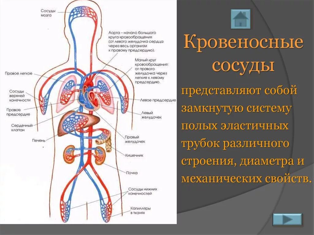 Укажите название органа кровеносной системы человека. Схема системы кровообращения человека анатомия. Строение сосудов кровеносной системы человека анатомия. Циркуляция крови строение сердечно сосудистой системы. Строение ССС системы..