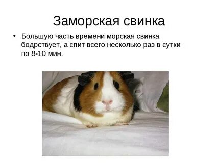 Текст морская свинка