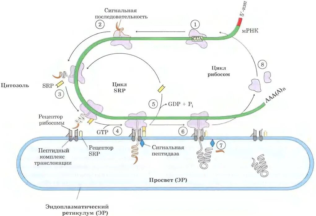Белковый транспорт. Сигнальные последовательности белков. Сигнальная последовательность полипептидной цепи. Синтез и транспорт белков. Сигнальный пептид это биохимия.