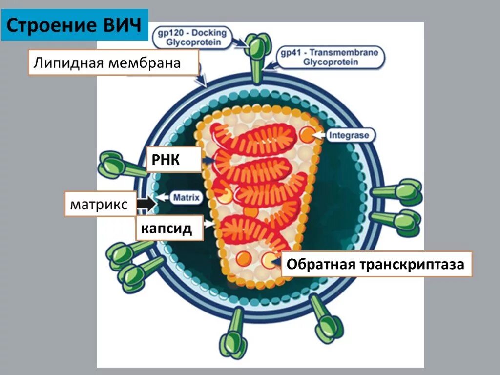 РНК С обратной транскриптазой. Обратная транскриптаза вируса. Обратная транскриптаза ВИЧ. Обратная транскриптаза строение. Обратная транскриптаза