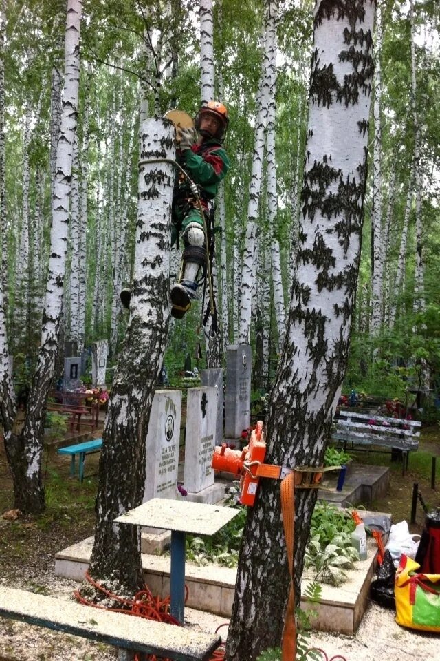 Спилить дерево на кладбище. Латвия разрушено кладбище. Спил деревьев на кладбище. Спилить дерево на кладбище. Кто спиливает деревья на кладбище.