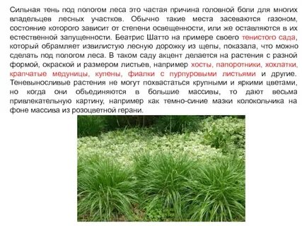 Слово пологом