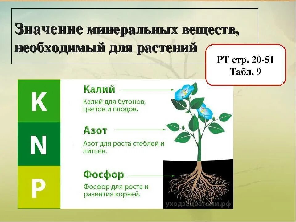 4 как усилить доступ воздуха к корням. Минеральные вещества для рас. Минеральные вещества для растений. Значение Минеральных веществ для растений. Минеральные вещества необходимые растению.