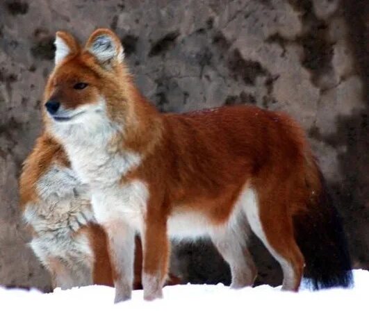 Животные и Растения Красной Книги России: ТОП-20 + 100 ФОТО Fotografía animal, M