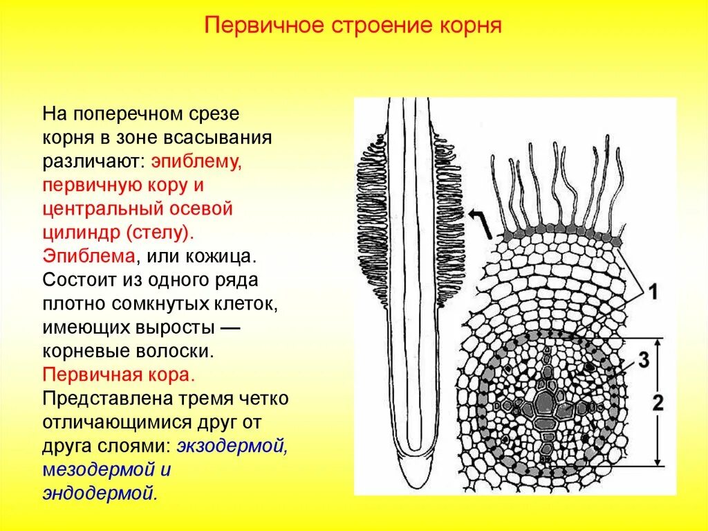 Корень это осевой вегетативный орган. Поперечный срез корня в зоне всасывания. Строение структуры корня в срезе. Поперечный разрез корня в зоне всасывания.