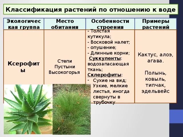 Группа растений которых является. Ксерофиты Суккуленты и склерофиты. Суккуленты мезофиты ксерофиты. Склерофиты и ксерофиты. Экологические группы растений.