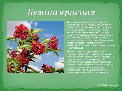 Бузина красная ядовитая или нет