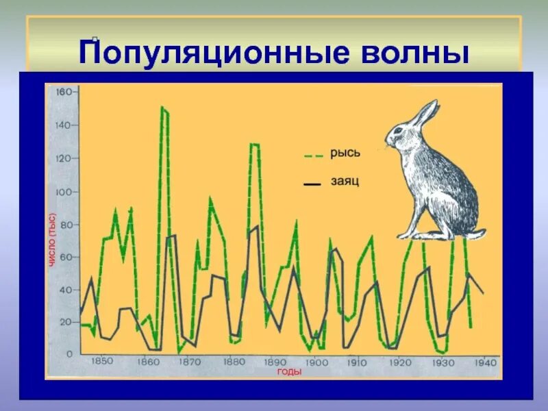 Что такое популяционные волны. Популяционные волны хищник жертва. волны жизни популяционные волны. популяционные волны это в биологии. популяционные волны изоляция.