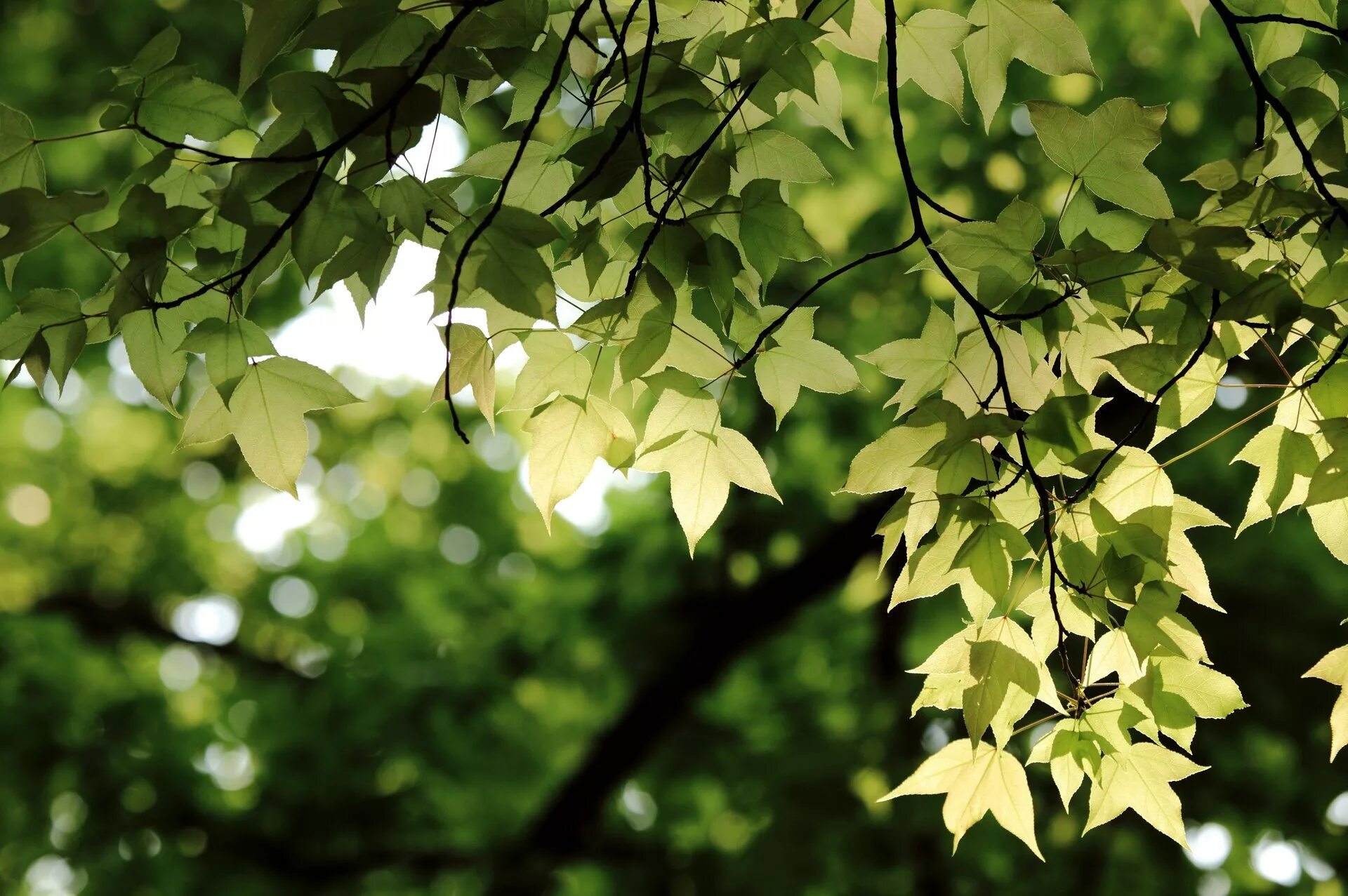 Tree leave. Tree leave