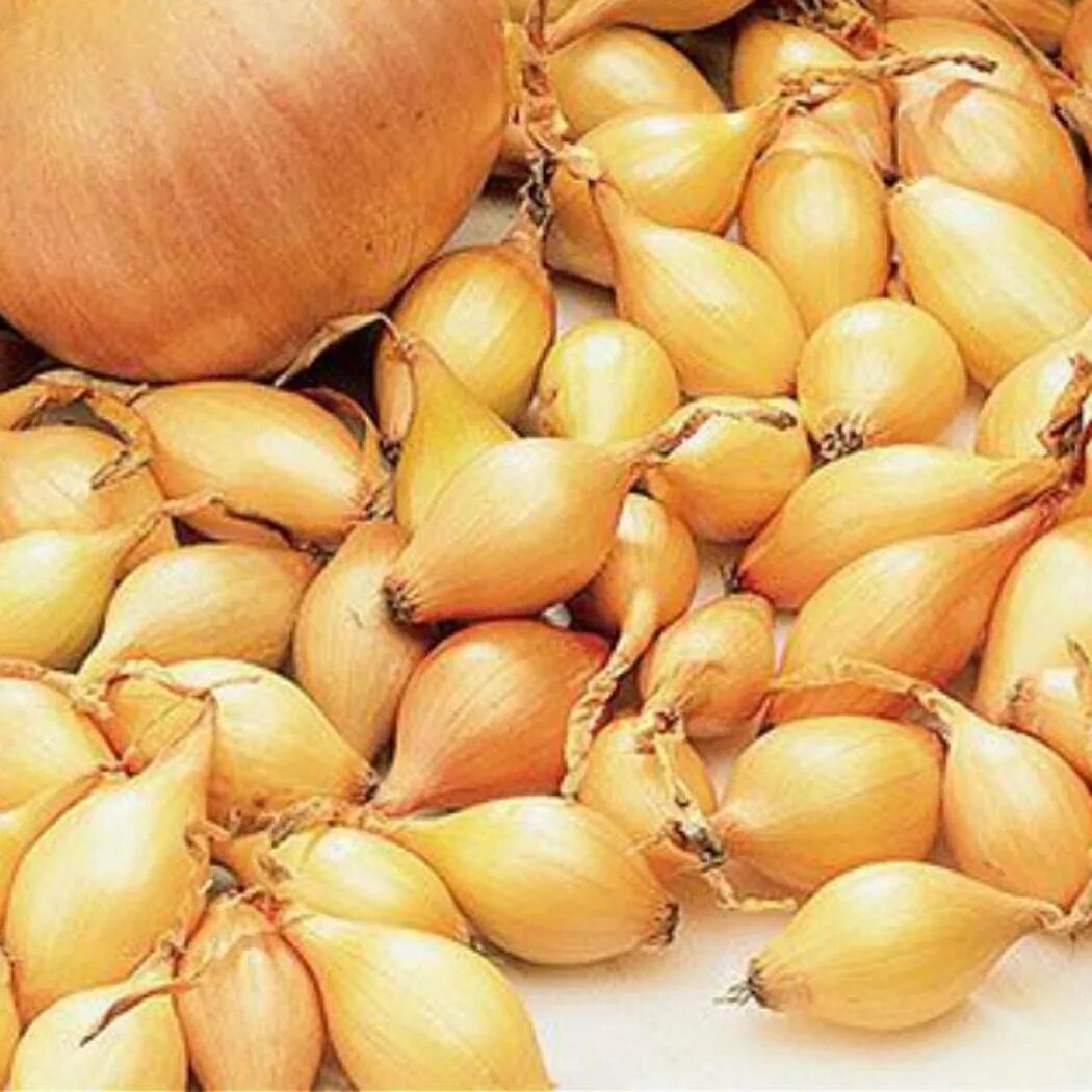 Лук севок геркулес описание сорта. Лук севок сеншуй йеллоу глоуб. Лук севок шекспир. Лук севок центурион f1. Лук севок центурион описание сорта.