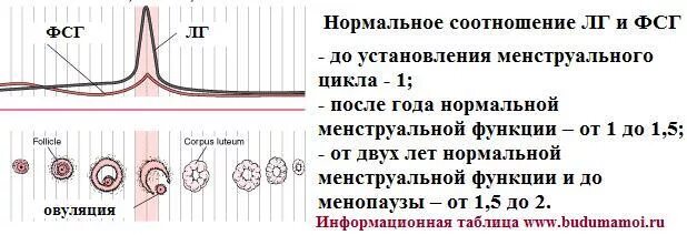 Фолликула стимулирующий. Норма ФСГ И ЛГ В фазы цикла. Гормон ЛГ И ФСГ норма. ЛГ И ФСГ соотношение норма у женщин. Норма ЛГ И ФСГ У женщин на 3 день цикла.