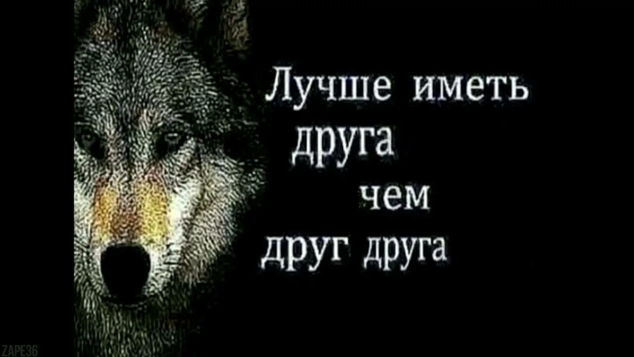 Все мои ауф. Волчьи цитаты ауф. пацанские цитаты волк. цитаты ауфф пацанские. фразы волка.