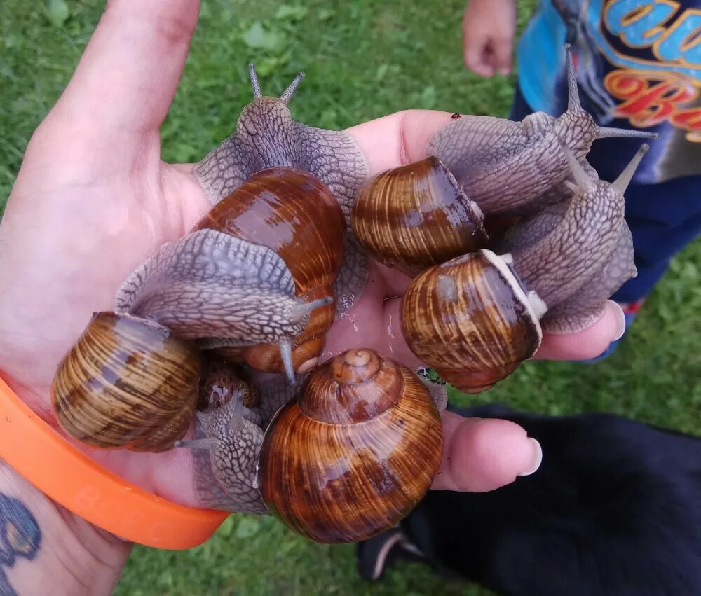 Виноградная улитка ахатина. Helix pomatia Виноградная улитка. Улитки ахатины и виноградные. Виноградная улитка ахатин. Улитки виноградные где