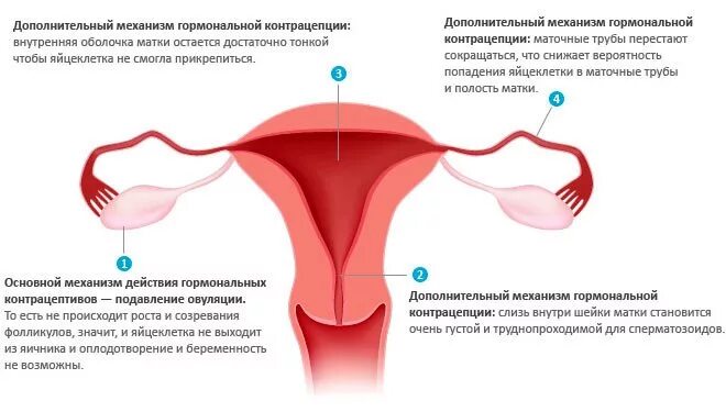 Овуляция при приеме кок. Механизм действия гормональных контрацептивов. Комбинированные противозачаточные механизм. Механизм действия противозачаточных препаратов. Комбинированные оральные контрацептивы действие.