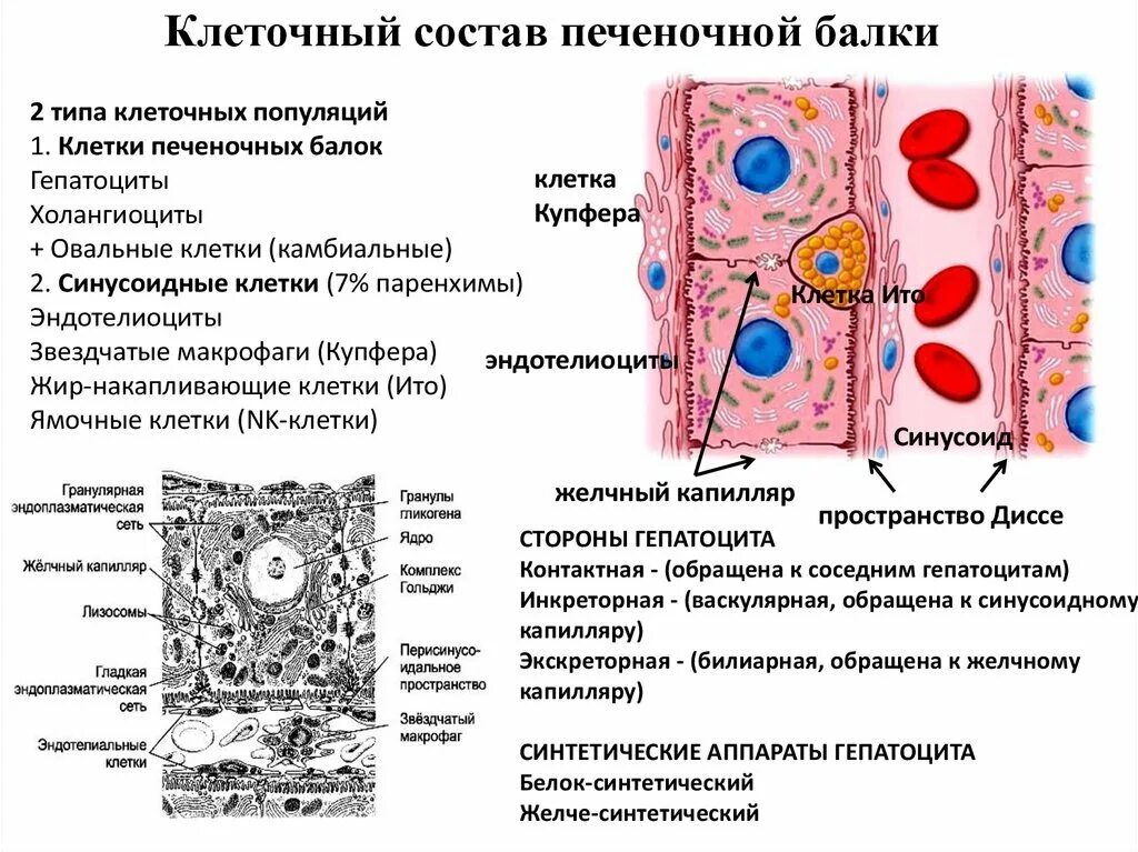 Какие клетки в печени