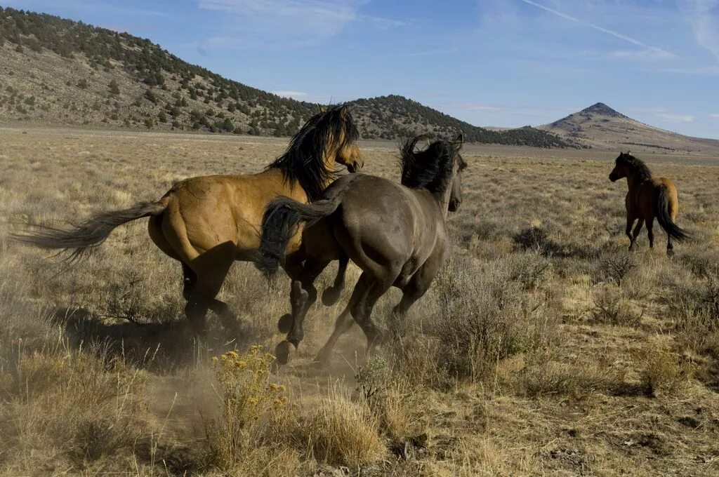 0 horses. Дикие лошади Мустанги в дикой природе. Мустанги дикого Запада. Кигер-Мустанг. Мустанг одичавшая лошадь.