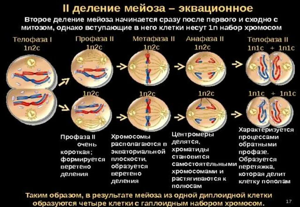 Профаза митоза сколько хромосом. Набор хромосом после мейоза 1. Мейоз первое мейотическое деление. Набор хромосом в профазе мейоза 2. Профаза 2 деления мейоза.