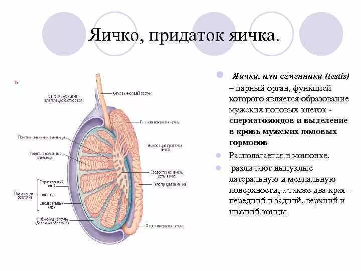 Строение семенника анатомия. Придаток яичка анатомия строение. Яичко мужское анатомия строение и функции. Строение яичка белочная оболочка. Плотное яичко