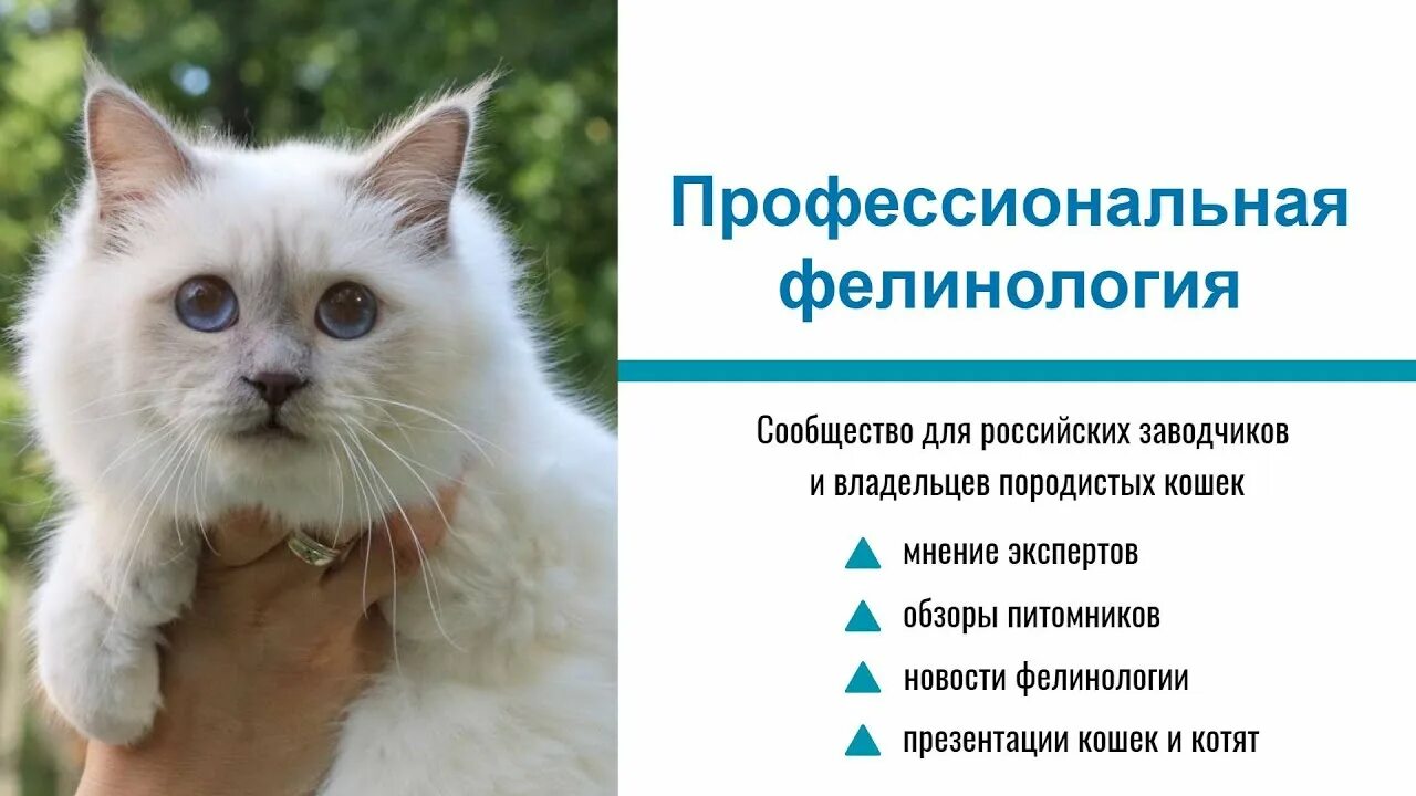 Наука изучающая кошек. Фелинология это наука. Фелинология книги. Фелинология это наука. Фелинология наука о кошках.