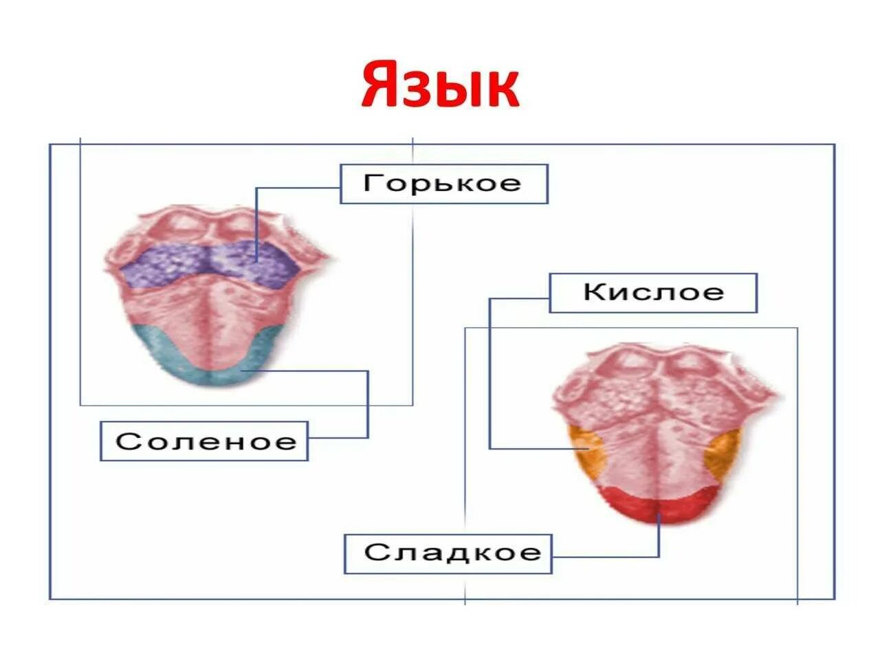 Любой язык состоит из