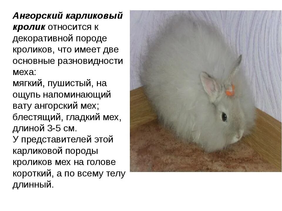 К какому классу относится кролик. Кролик порода ангорская карлик. Сообщение о кролике. Информация о декоративных кроликах. Домашний кролик доклад.