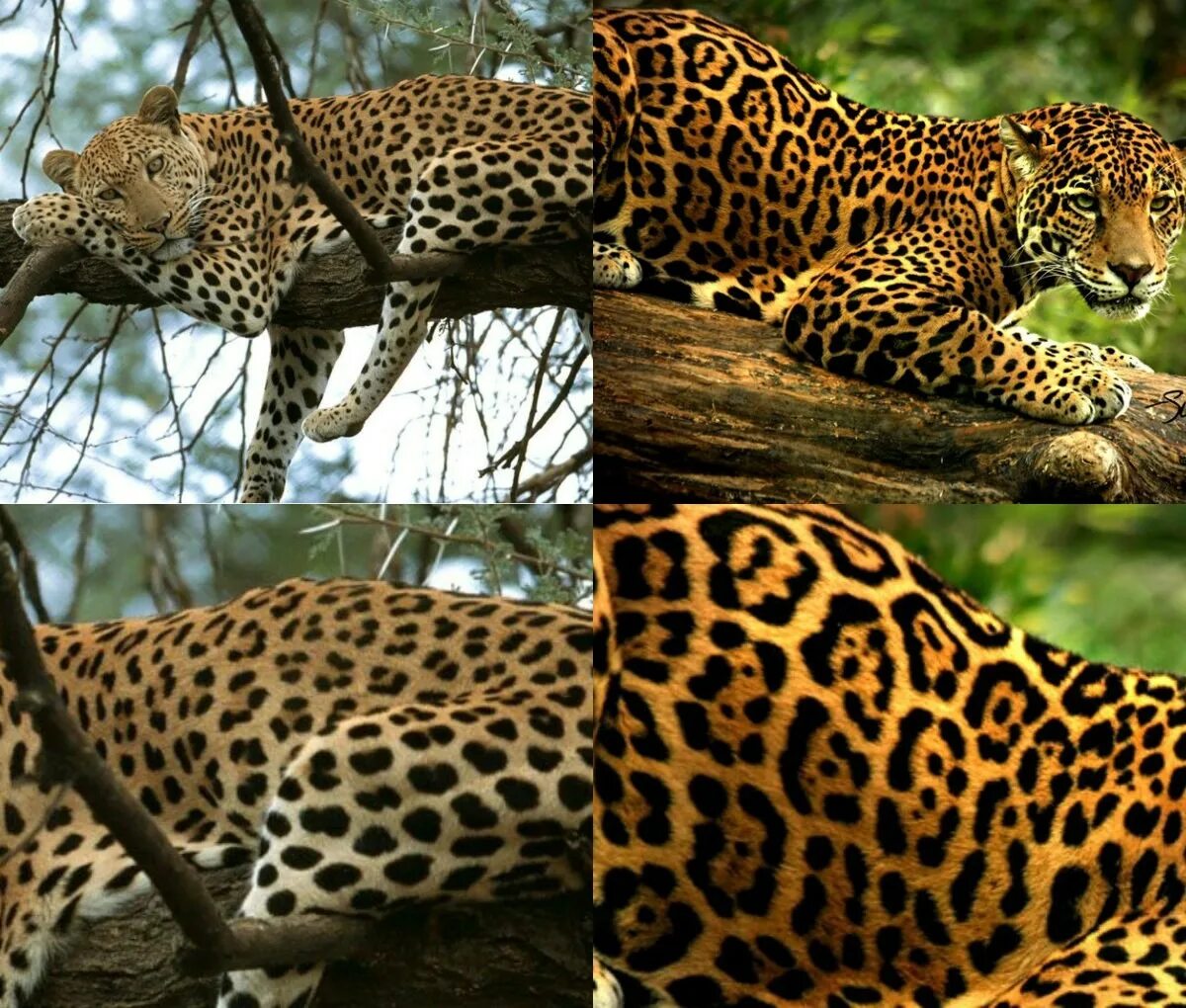 Leopard iso